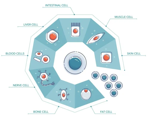 what_is_stem_cells